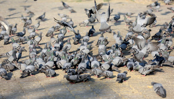 istock Flock of pigeon 1496289594