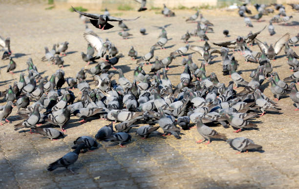 istock Flock of pigeon 1496289596