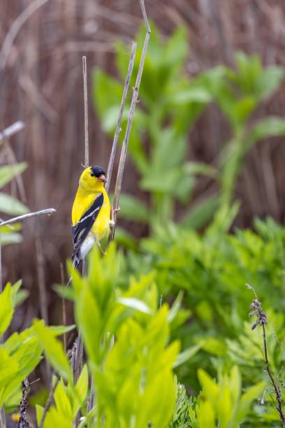 istock Yellow and black bird perched on a barren tree branch 1496290041