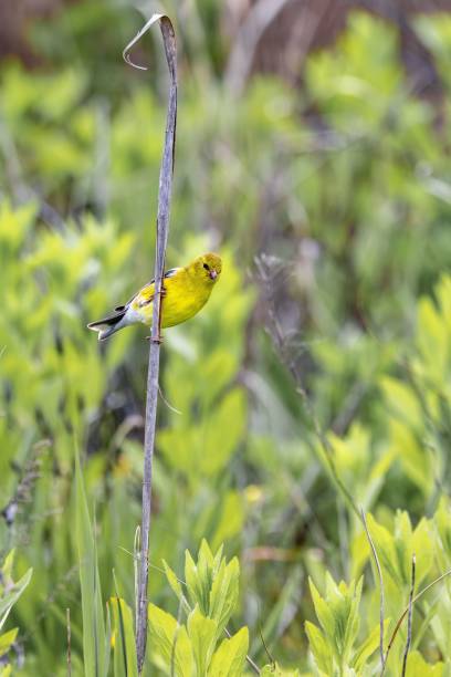 pequeño pájaro amarillo encaramado en la ramita de una exuberante planta verde en un entorno natural al aire libre - chirrup fotografías e imágenes de stock