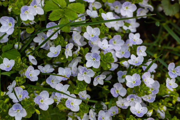 istock Summer background with blue flowers veronica chamaedrys. Blue flower bloom on green grass, spring background 1496290222