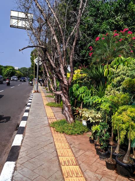 istock flower garden beside the road 1496291234