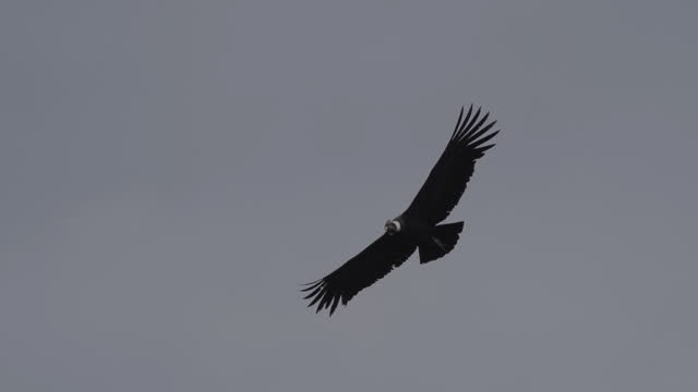 Andean condor, Vultur gryphus, the largest flying birds in the world, majestically soaring over the Colca Canyon in Peru, the deepest gorge on the planet.