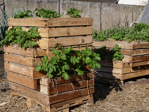 Various salad plants grown in wooden container, hanging above the ground -  successul protection against slugs