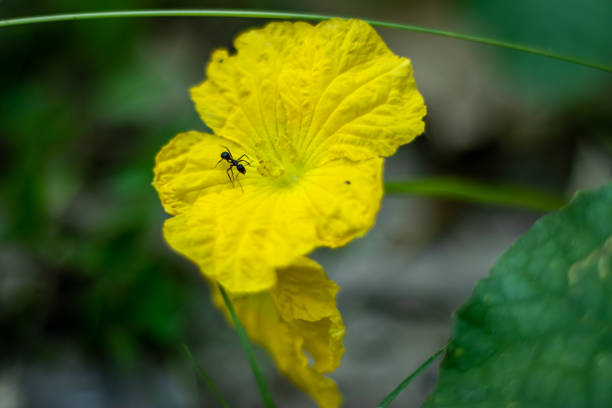 Gourds produce or luffa plant also spelled loofah or Sponge gourd vegetable Gourds produce or luffa plant also spelled loofah, The Sponge gourd is a fast-growing plant found in tropical and subtropical regions of the world sponge bath sponge nature animal stock pictures, royalty-free photos & images