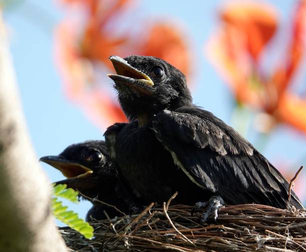 istock Juvenile birds perched atop a nest. 1496292819
