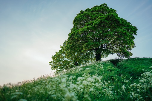 A scenic view of a green single tree on a hill in Oxford, United Kingdom