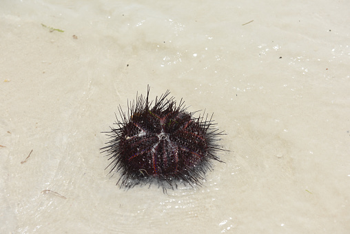 Sea Urchin