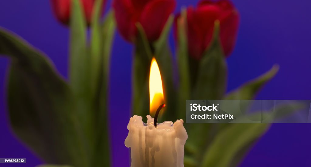Burning candle and red tulips against blue background Candle flame and red tulips illuminated by the candlelight against a dark blue background Backgrounds Stock Photo