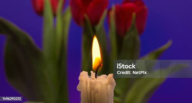 Burning Candle And Red Tulips Against Blue Background Stock Photo - Download Image Now