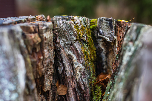 Oak bark with green moss