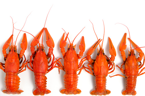 Cooked, red crayfish white background