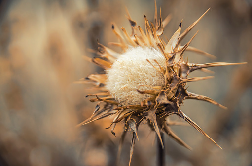 Macro of a dry thistle in nature
