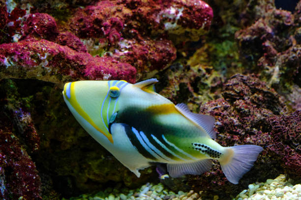 istock Fish Picasso spiny triggerfish swims against background corals. 1496294618