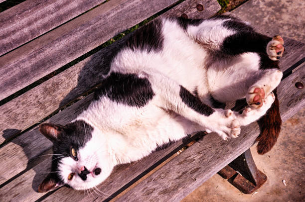 istock The stray cat resting on the bench in Istanbul 1496295231