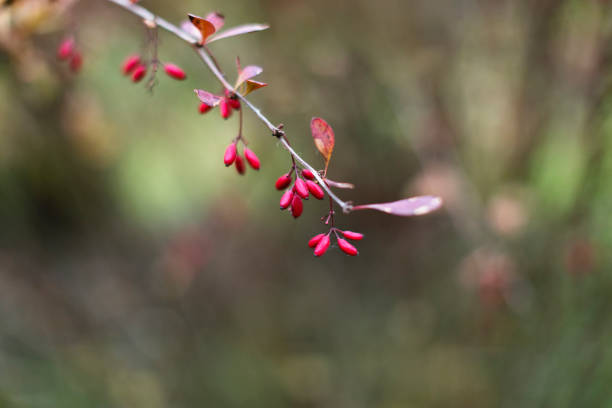 istock Autumn in garden, Barberry bush 1496295282