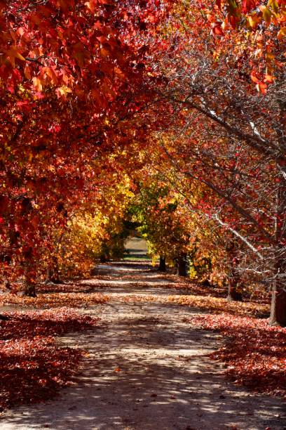 istock Colours of Autumn 1496295873