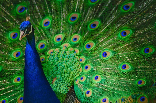 A beautiful male peacock showing the colorful feathers.