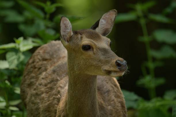 istock Closeup of a deer in a green forest 1496296447