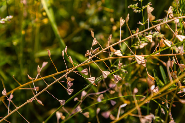 istock Capsella bursa-pastoris, known as shepherd's bag. Widespread and common weed in agricultural and garden crops. Medicinal plant in natural environment 1496296475