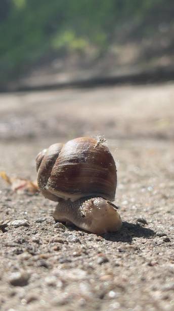 istock snail on the road 1496297960