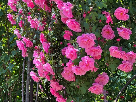 Rose pink flowers climbing bush in garden.