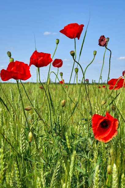 istock poppy flowers grow in the field 1496299708