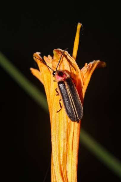 owad photuris pennsylvanica siedzący na łodydze żywego kwiatu - flitting zdjęcia i obrazy z banku zdjęć