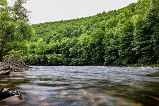 istock Stunning view of a tranquil river surrounded by forests 1496301395