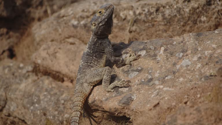 Camouflaged Hardun Agama Lizard in Stunning Summer Light on a Greek Island