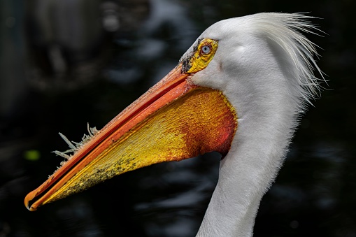 A closeup shot of an American white pelican.