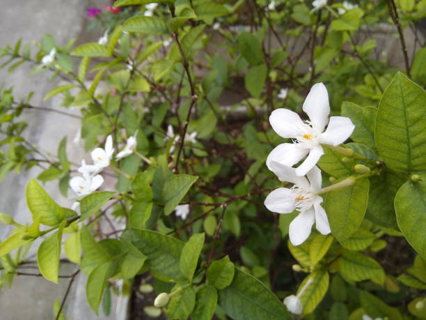 istock White Wrightia Antidysenterica flowers on green leaves background. 1496303620