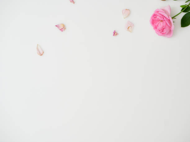 istock Beautiful roses on white background, top view 1496305207