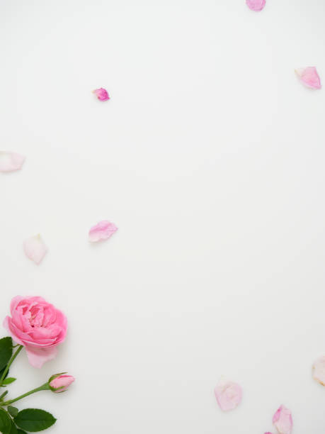 istock Beautiful roses on white background, top view 1496305209