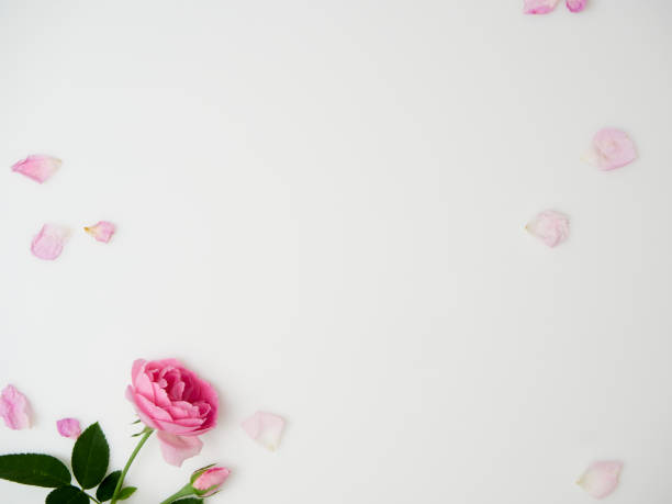 istock Beautiful roses on white background, top view 1496305218