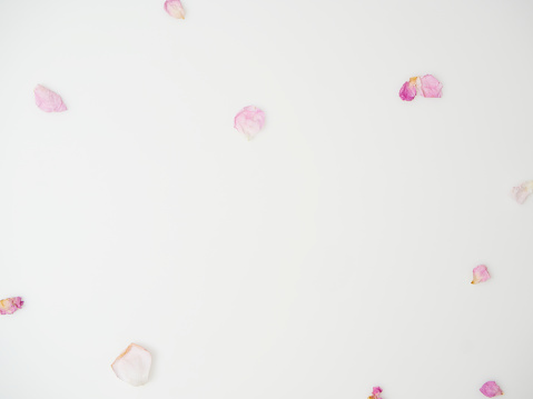 Beautiful pink rose petals on white background, flat lay. Space for text