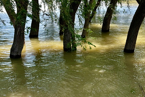 flooded plantations