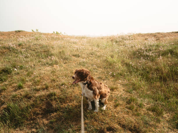 Cute dog outdoors in summer sunlightSpringer spaniel mix Seppo 1 year oldPhoto taken outdoors in natural sunlight