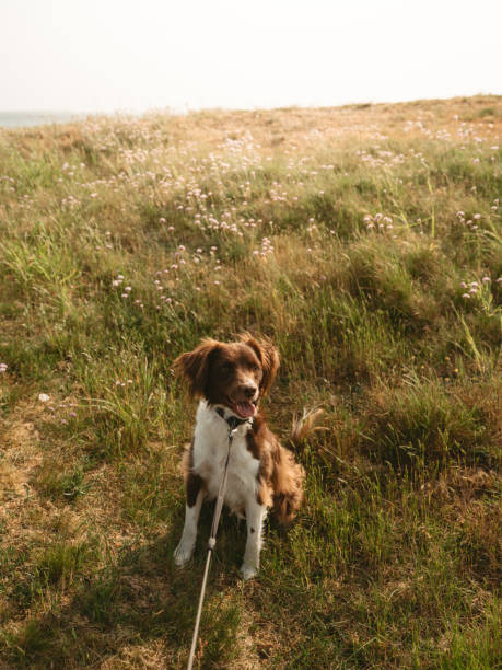 brown and white spaniel dog lying in park in sunny summer day, dogwalking concept