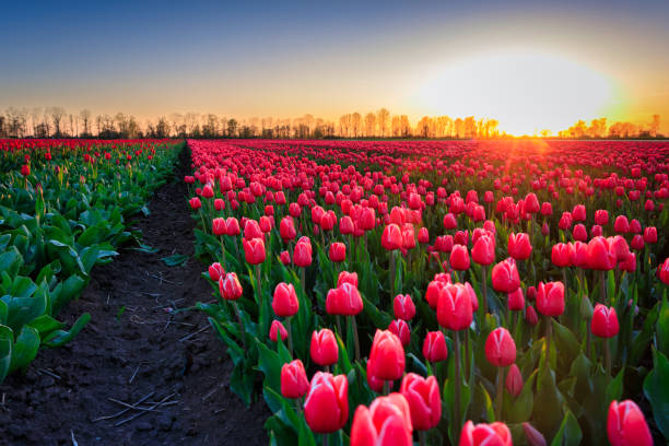 istock Sunset over the blooming tulip field in Poland 1496309674
