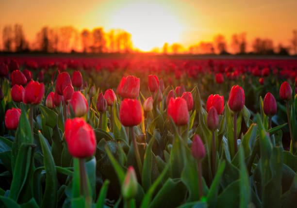 istock Sunset over the blooming tulip field in Poland 1496309679