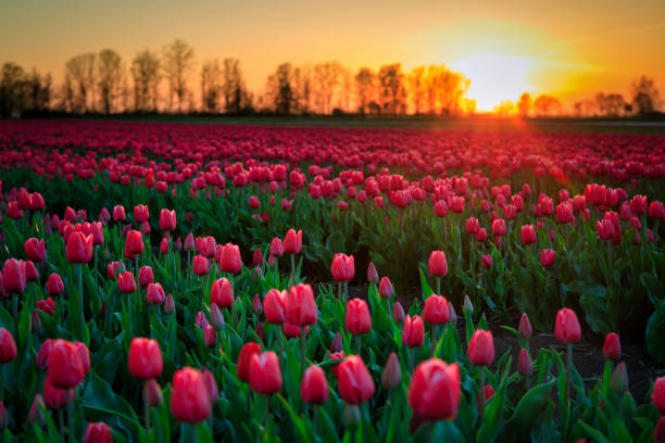 istock Sunset over the blooming tulip field in Poland 1496309697
