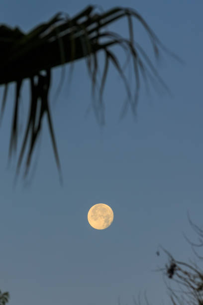 istock Full moon over the trees in Egypt 1496309729