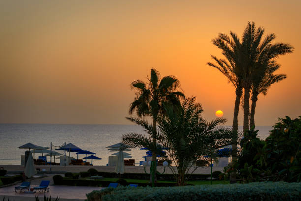 istock Palm trees by the Red Sea at sunrise, Egypt 1496309743
