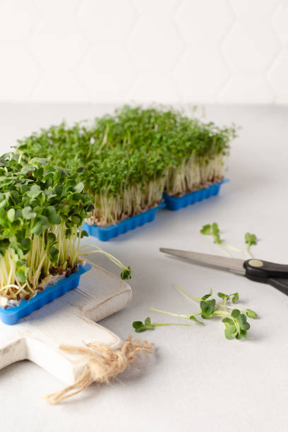 istock Different types of microgreens growing at home for healthy eating or for restaurant. Copy space for text 1496309793