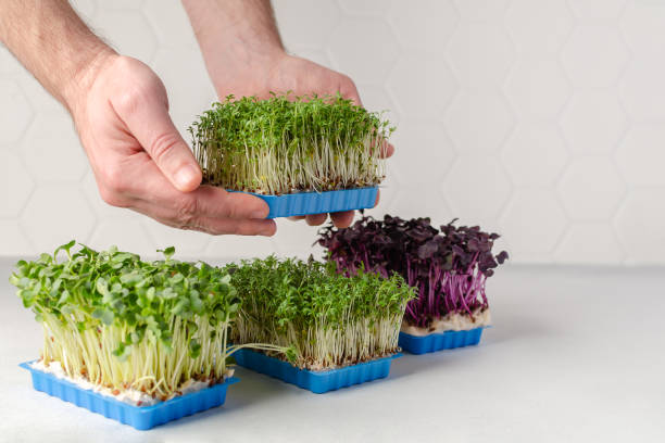 istock Man hands hold the microgreens container with another types of microgreens growing at home for healthy eating or for restaurant. Copy space for text 1496309804