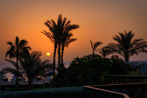 istock Palm trees by the Red Sea at sunrise, Egypt 1496309836