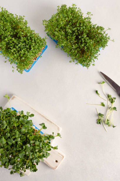 istock Different types of microgreens growing at home for healthy eating or for restaurant. Top view, copy space for text 1496309873