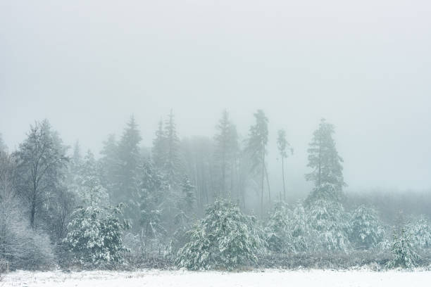 Free Stock Photo of Misty Forest with Snow-Coated Trees in Winter Scene ...