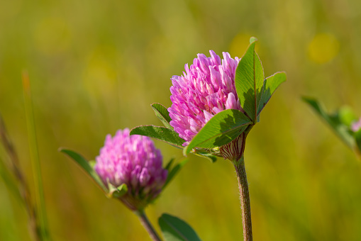 Close-up of a blooming red clover bud. Outdoors.